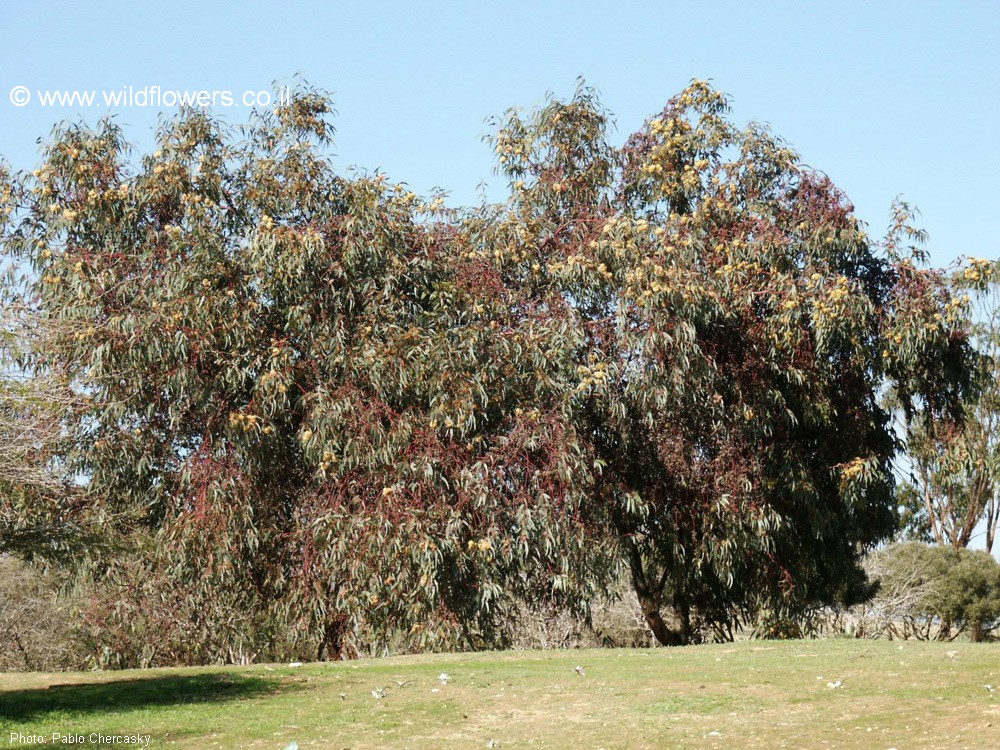 Eucalyptus  'Torwood'